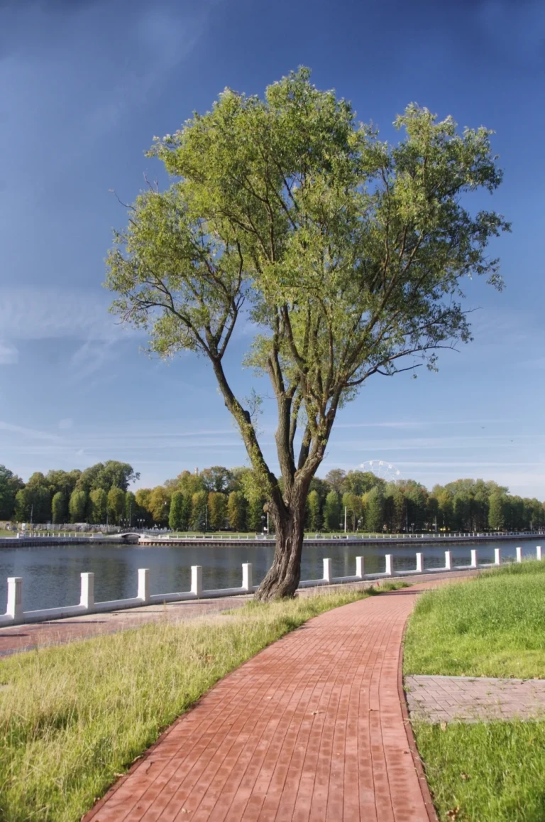 Благоустройство территории Верхнего озера